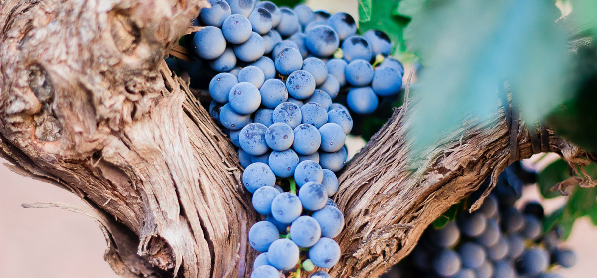 The historic vineyards in Saint-Emilion