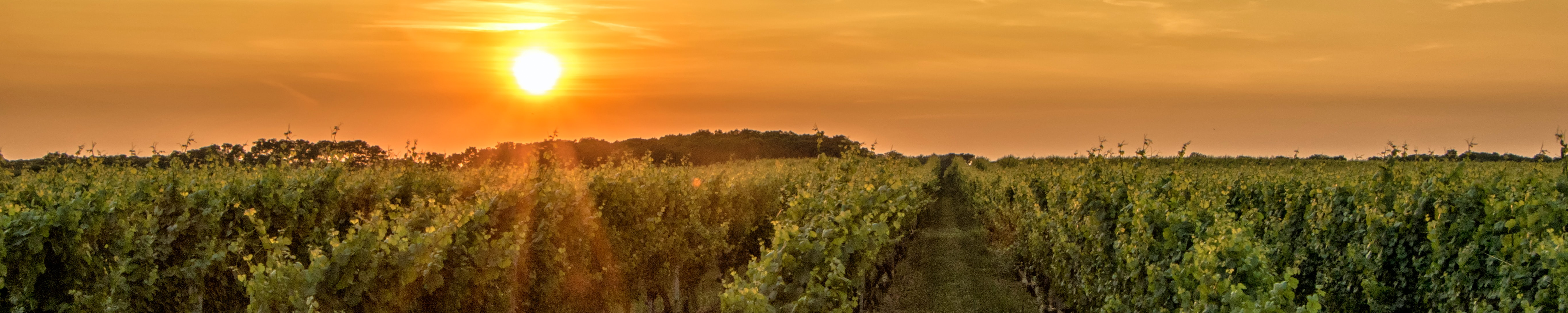 Harvest Workshop in Bordeaux