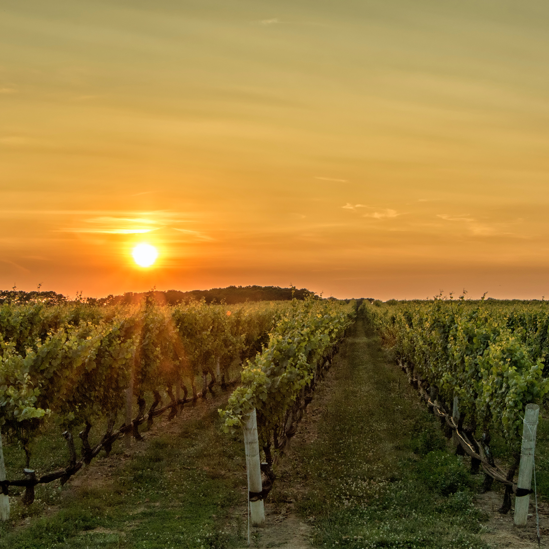 Harvest Workshop in Bordeaux