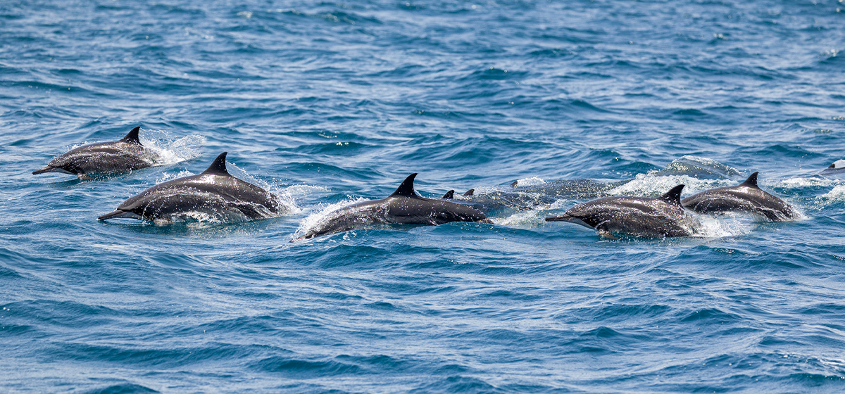Meeting the Cetaceans: Aboard Santo-Sospir