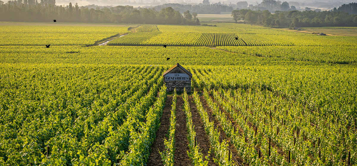 Côte de Beaune: Explore Burgundy’s Legendary Vineyards