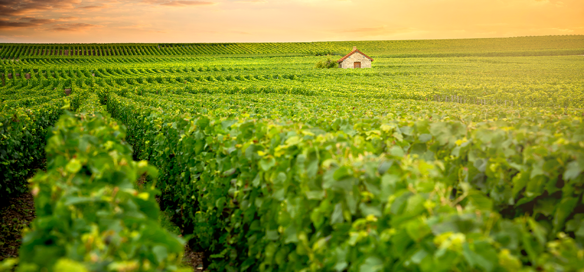 Reims: Must-See Highlights of Champagne