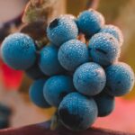 chabe-chauffeur-prive-excursions-gaillac-1