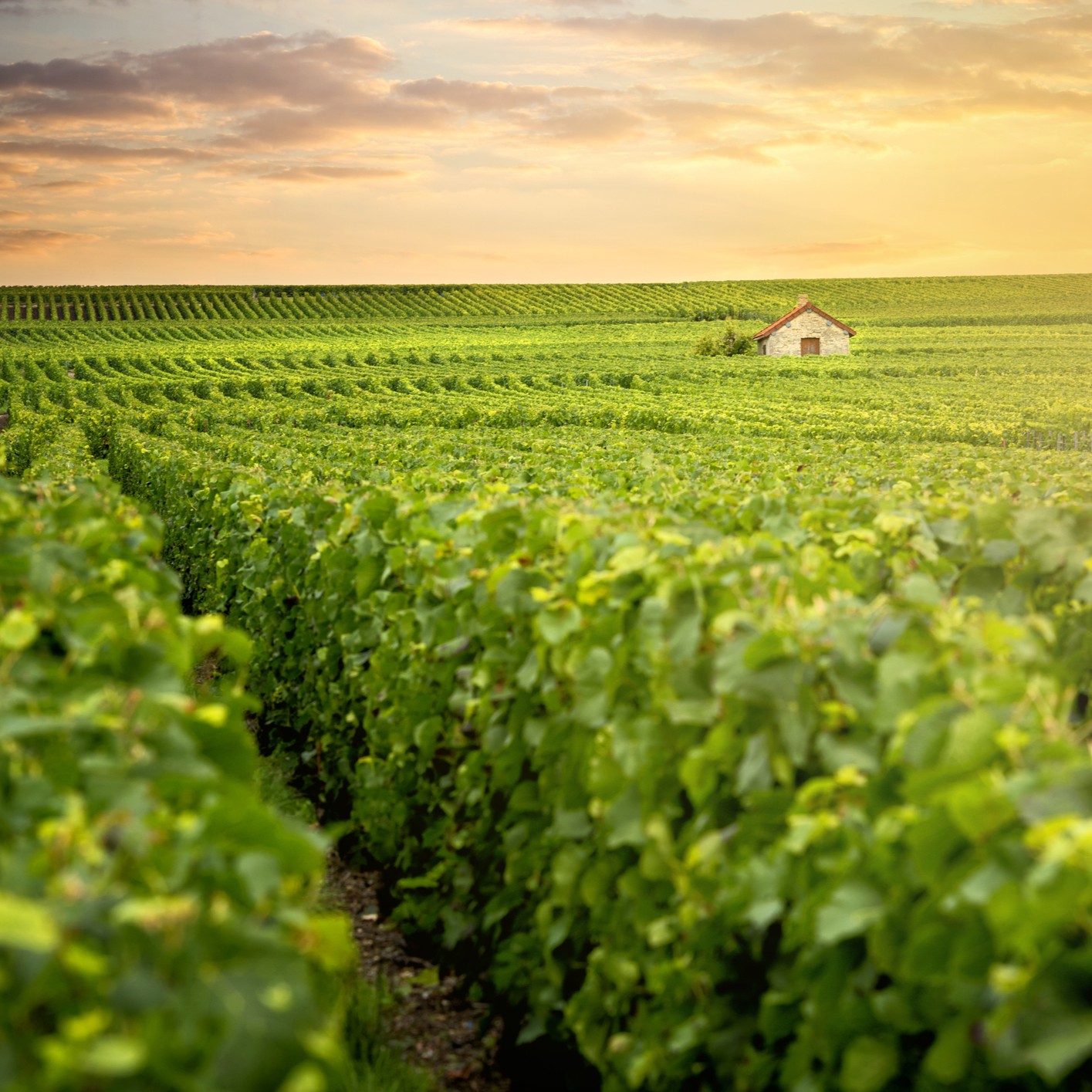 journee-champagne-avec-chauffeur