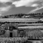 professional-chauffeur